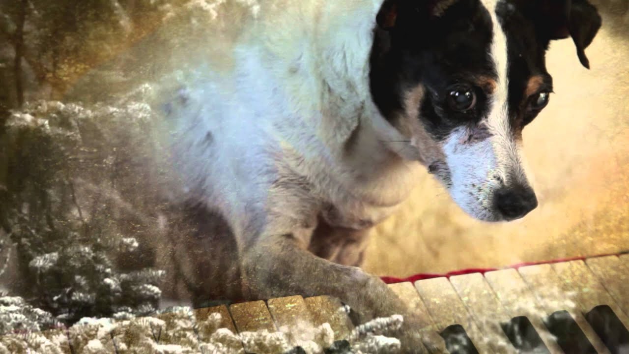 Heart of a Dog - Official Trailer - YouTube