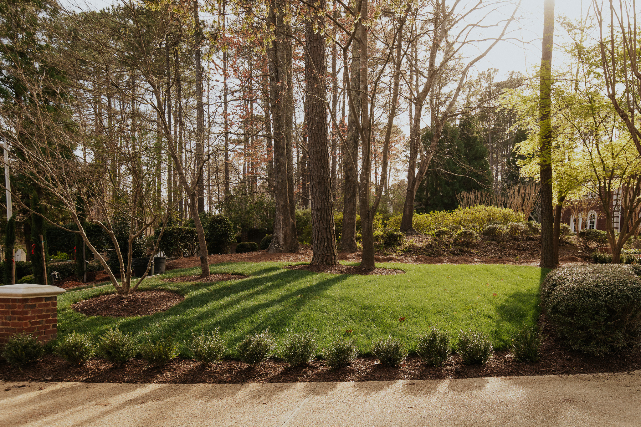 Landscape of trees in afternoon sun