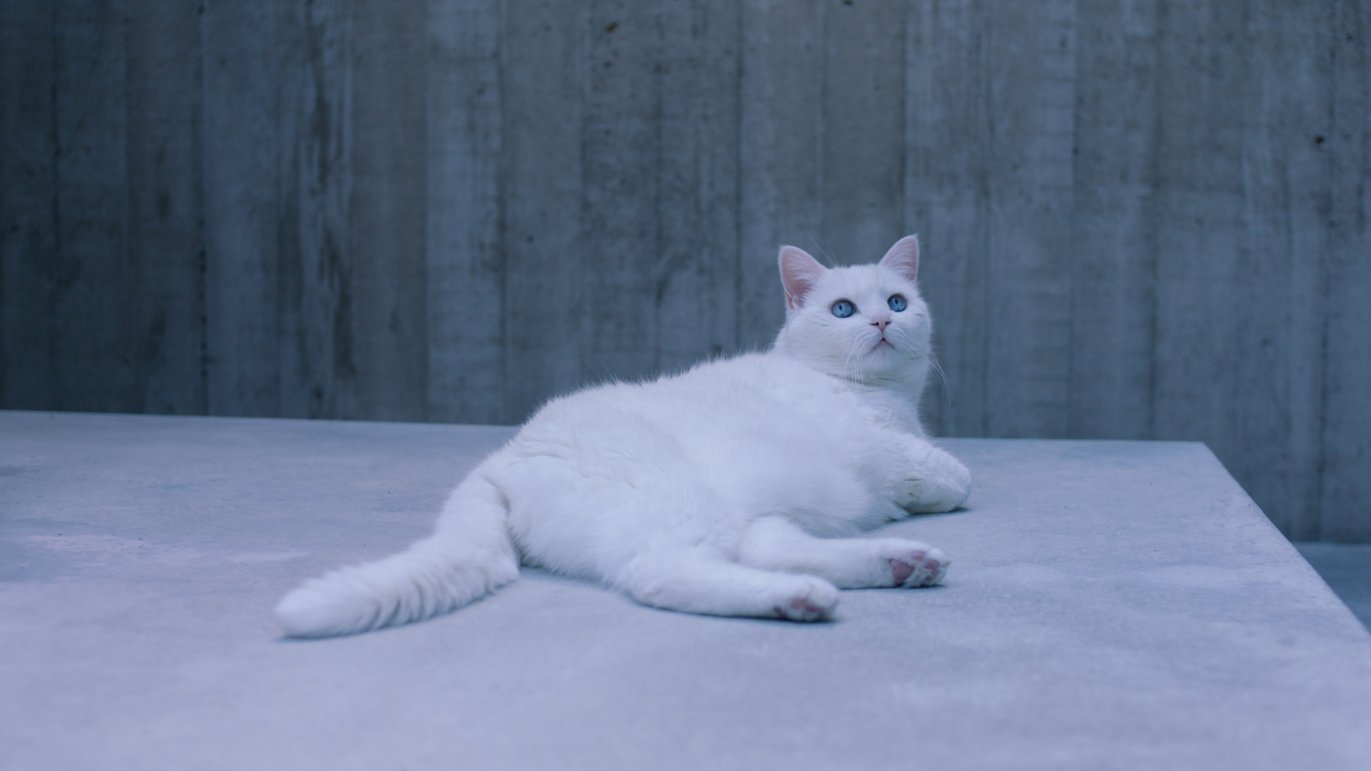 still from The Stuff that Surrounds: glenn sestig