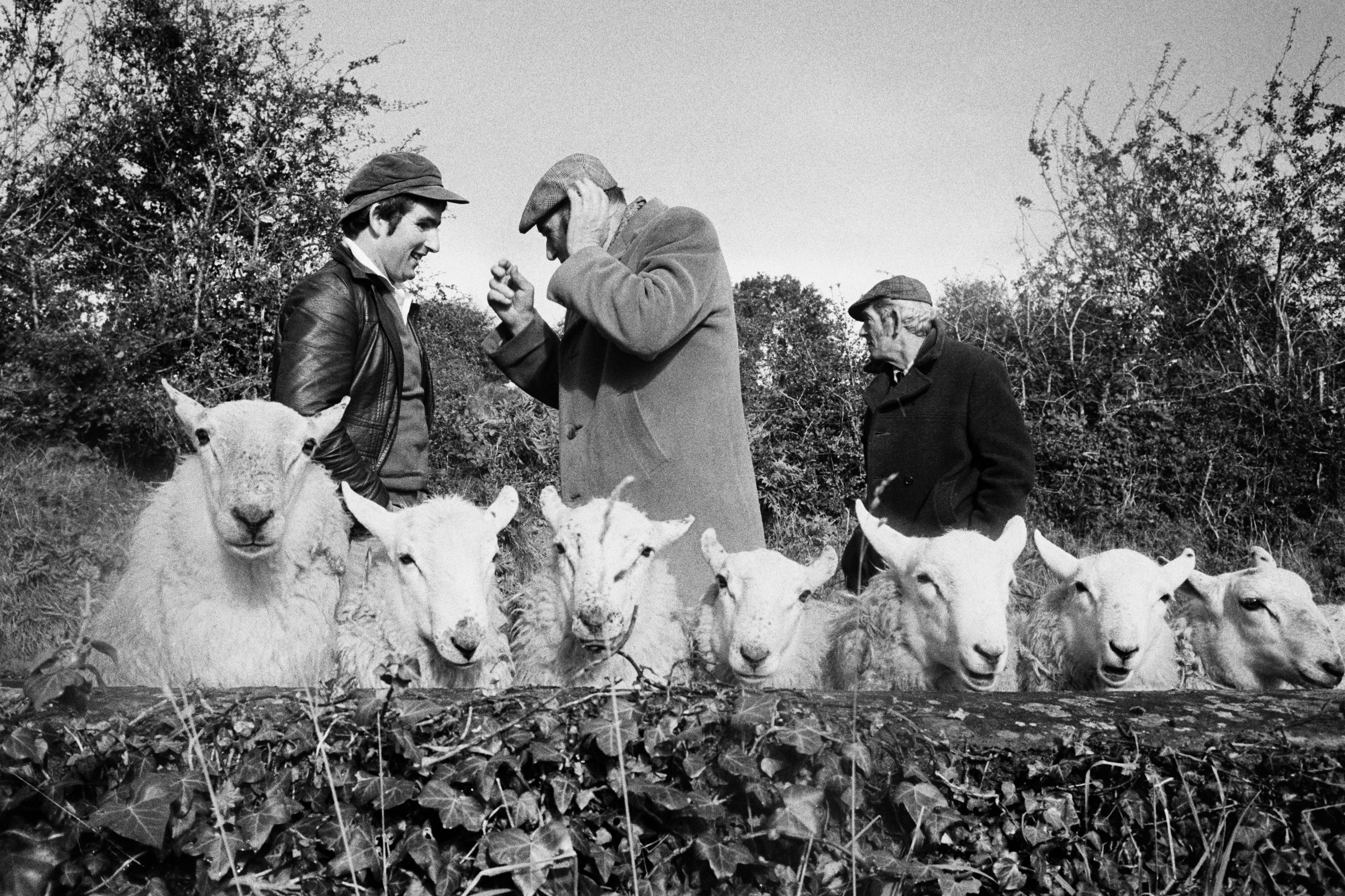 Martin Parr photograph of sheep and farmers